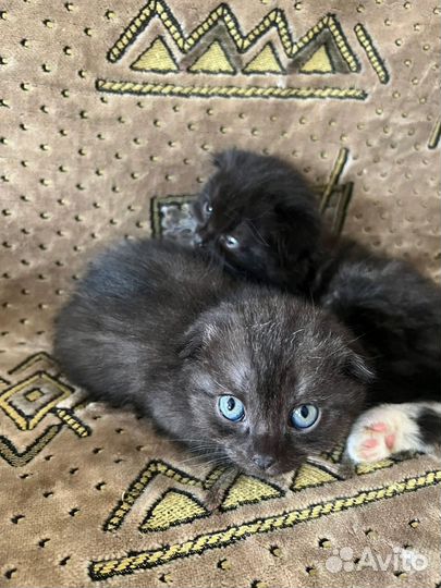 Котята