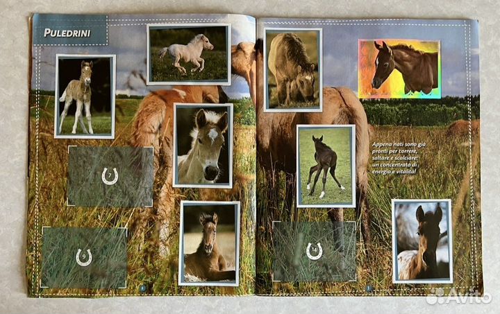 Альбом лошади