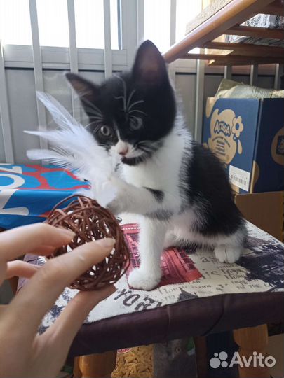 Котенок мальчик 2 мес