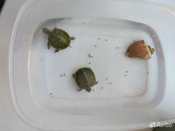 Черепашата