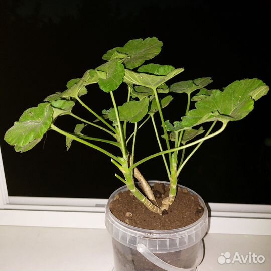 Пеларгония розовая второгодка