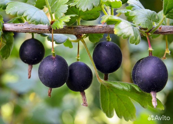 Саженцы йошты