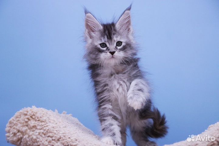 Кошечка мейн кун.Питомник