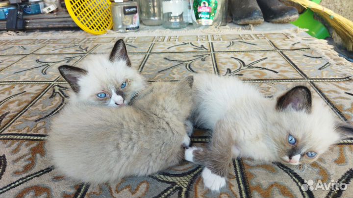 Породистые котята)
