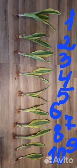 Сансевиерия Аубрутиана Еллоу Стоун