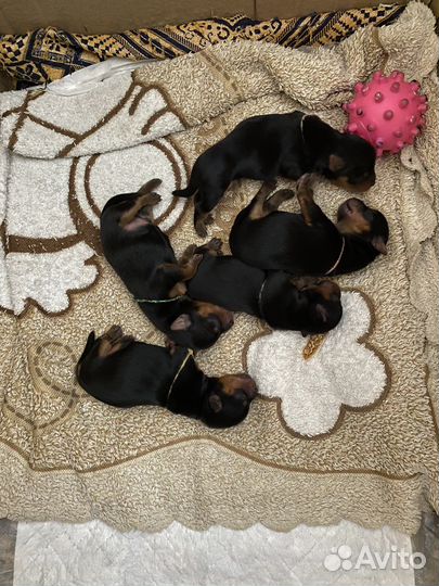 Щенки йорка мини