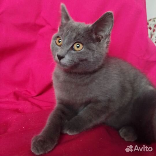 Котёнок 3 месяца