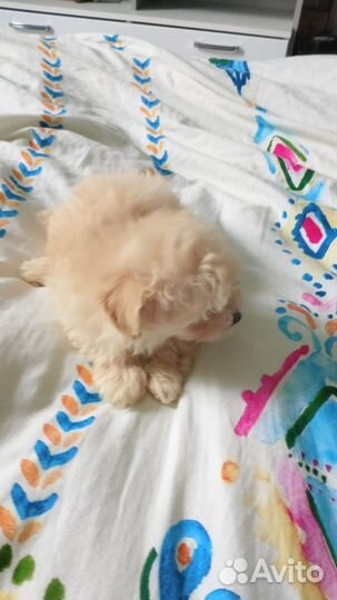 Щенки мальтипу f1 мини