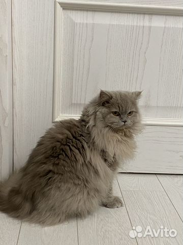 Отдам кота В добрые руки