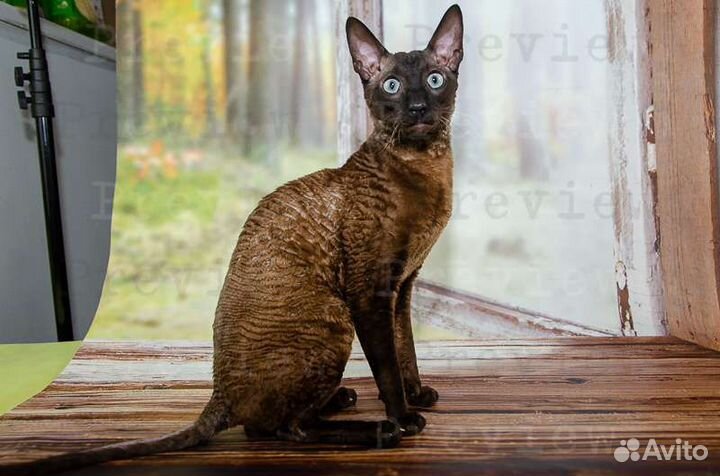 Вязка кота corniche рэкс, корниш рэкс