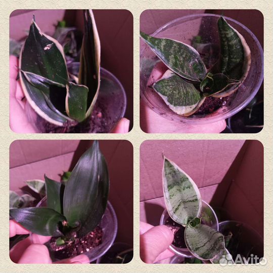 Кактусы, хавортия, алоэ, гастерия