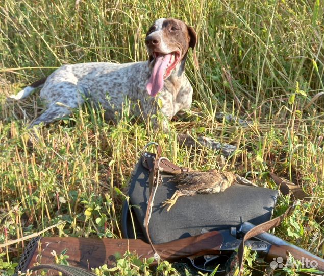 Щенки курцхаара