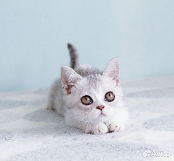 Шотландская девочка