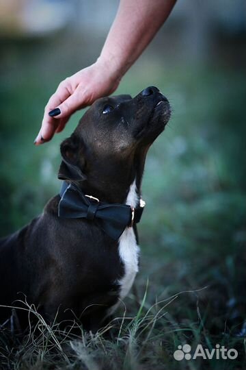 Выгул собак приюта