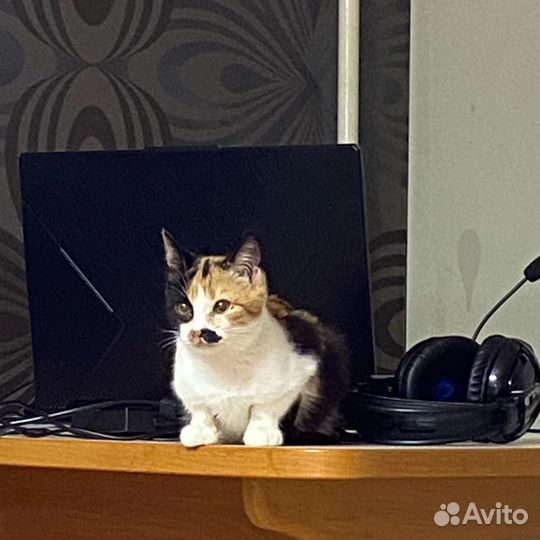 Кошка в добрые руки