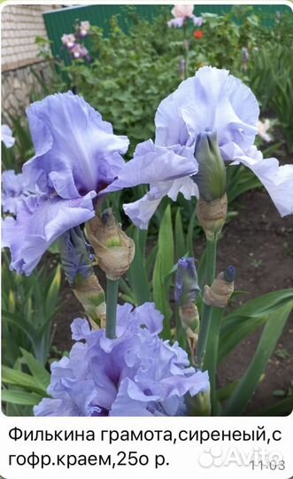 Ирисы цветы