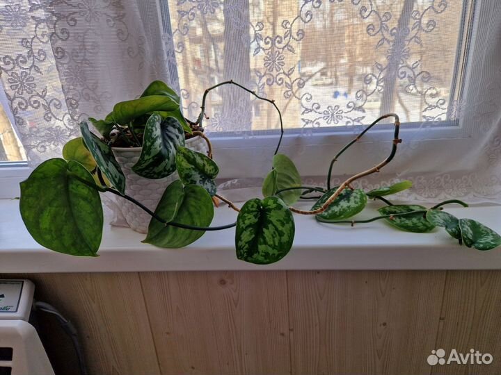 Сциндапсус