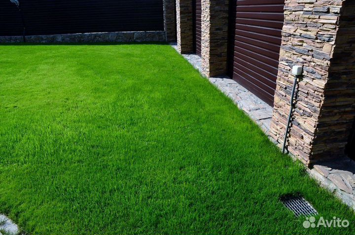 Трава газонная (Мятлик луговой)