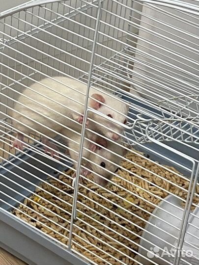 Крысы дамбо