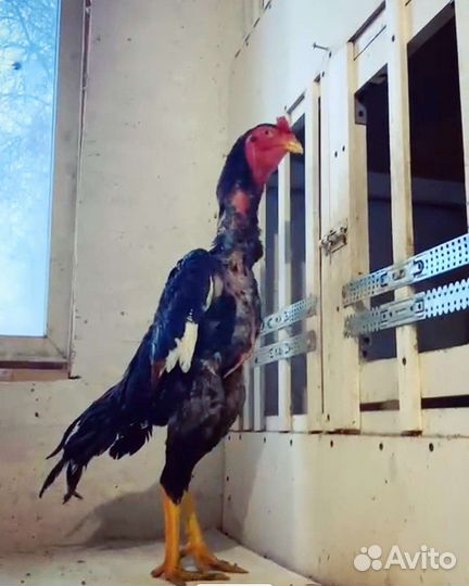 Бойцовая птица