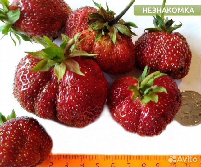 Рассада земляники