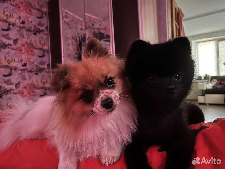 Вязка кобель шпиц