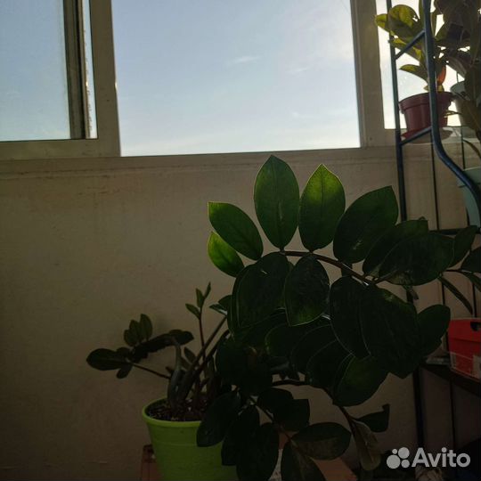 Замиокулькас