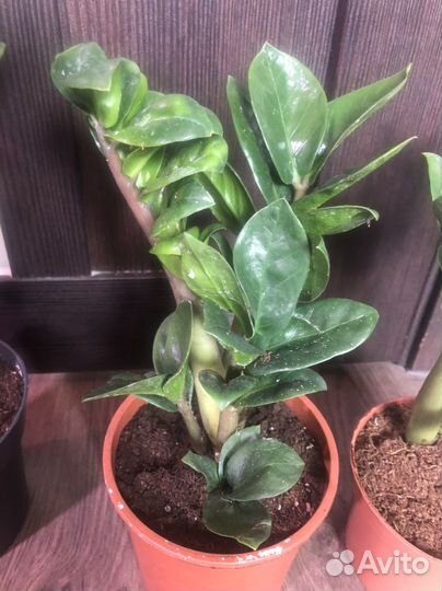 Замиокулькас зензи деленки от взрослого растения