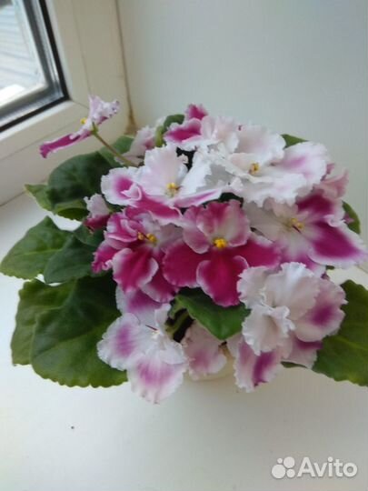 Продам фиалки