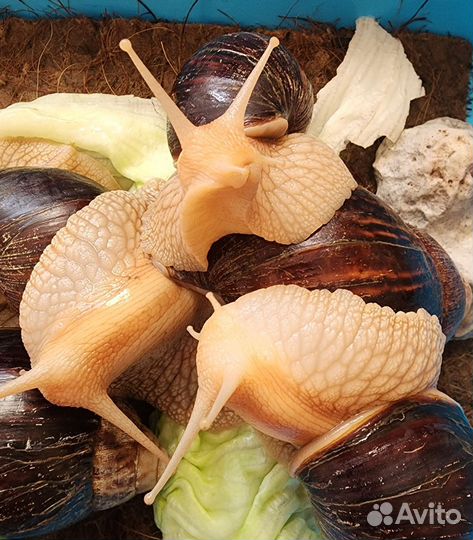 Сухопутные улитки Ахатины бесплатно