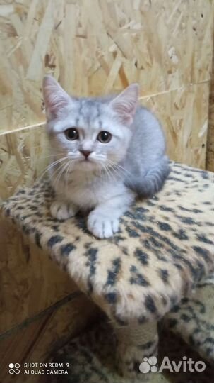 Котята шотландские