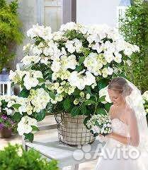 Гортензия Сбежавшая невеста