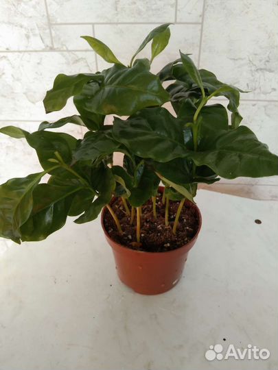 Кофейное дерево