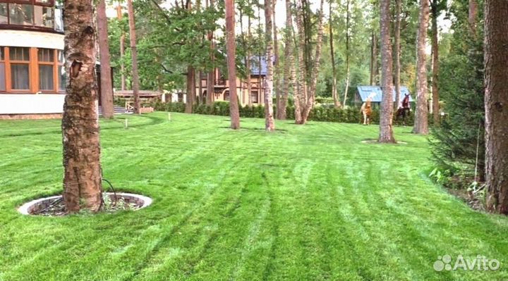 Рулонный газон