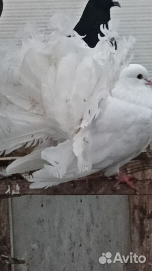Продажа голубей