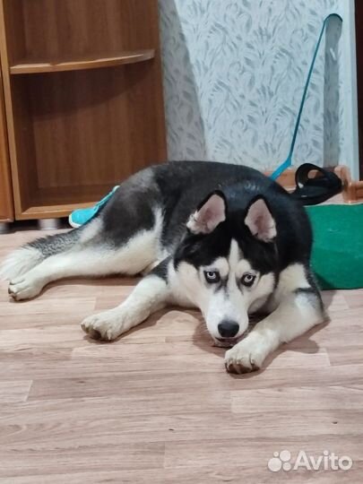 Отдам бесплатно щенка