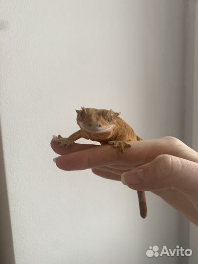 Бананоед самка