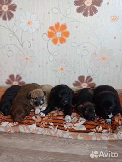 Щенки нужен дом