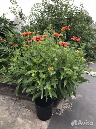 Многолетники