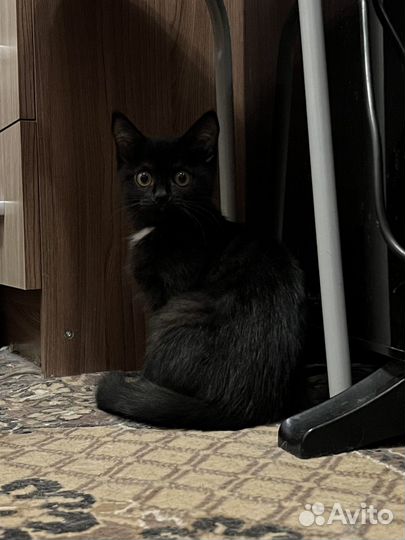 Котенок в добрые руки