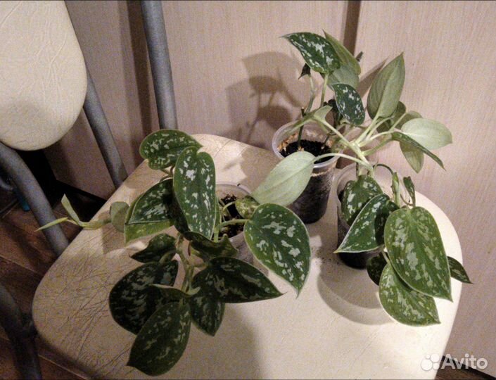 Сциндапсус Пиктус Argyraeus, Аихризон