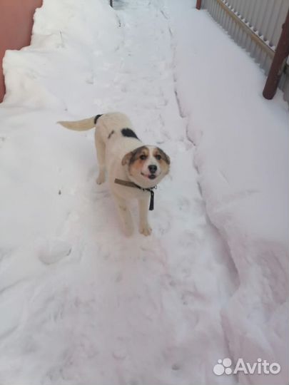 Собака из приюта Джесси. Стерильна