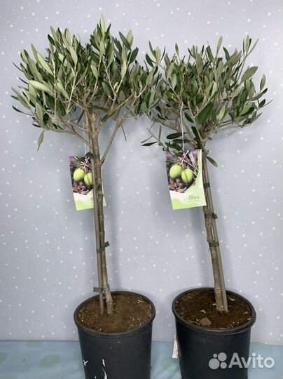 Олива Европейская 19/80см