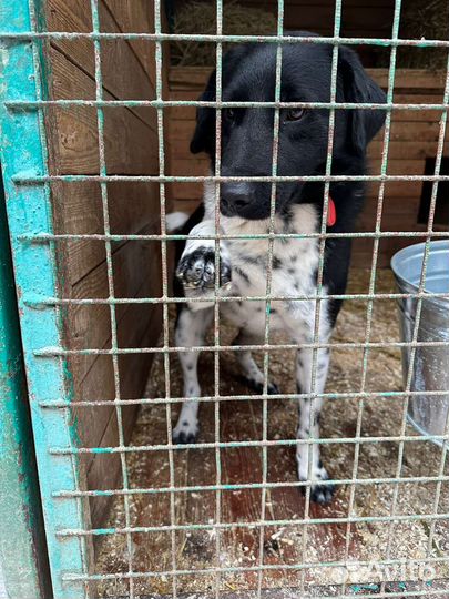 Собаки ждут прогулок