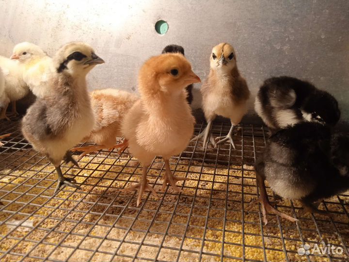 Цыплята суточные