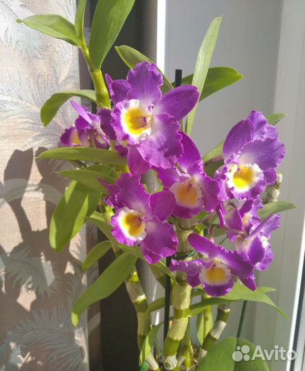 Дендробиум Нобиле