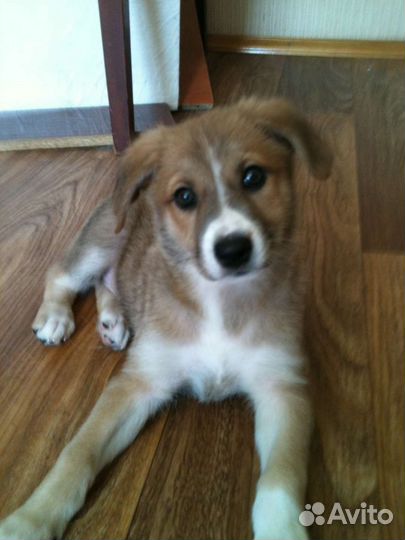 Щенки(с паспортами) в добрые руки