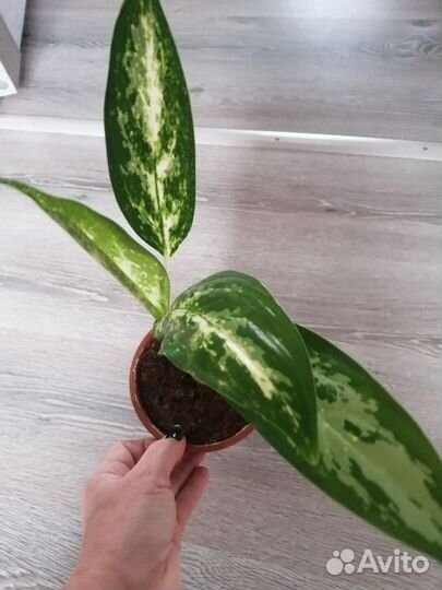 Аглаонема. Диффенбахия