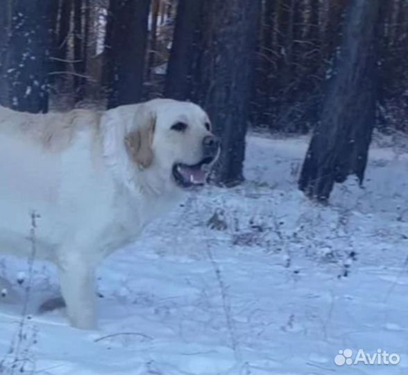 Лабрапупсики