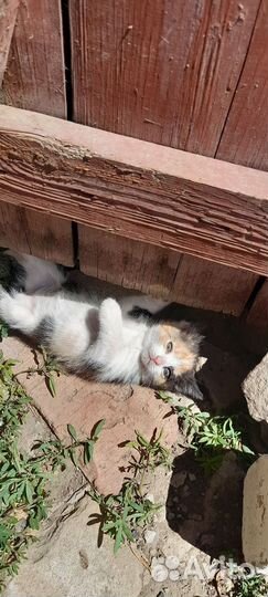 Кошечка в добрые руки
